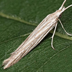 Coleophora asteris Coleophora asteris
